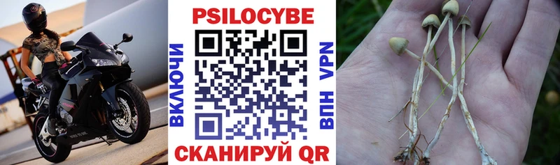 Галлюциногенные грибы Psilocybe  кракен как войти  Ахтубинск 
